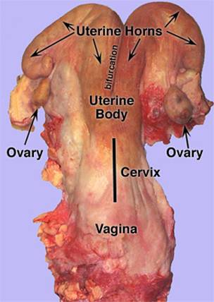 human bifurcated vagina Human bifurcated vagina